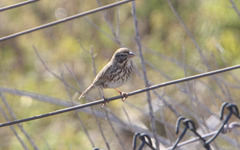 Passerculus sandwichensis rostratus