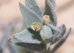 Euphorbia acuta