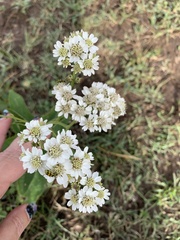 Verbesina microptera