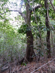 Ficus nervosa