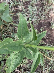 Verbesina microptera