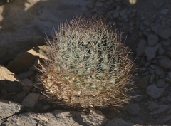 Echinomastus warnockii