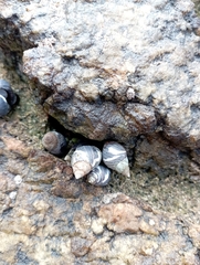 Echinolittorina peruviana