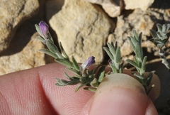 Hebecarpa macradenia