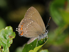 Satyrium ilicis
