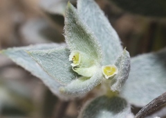 Euphorbia acuta