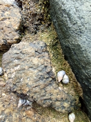 Littorininae