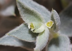 Euphorbia acuta