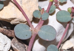 Euphorbia simulans