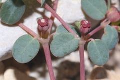 Euphorbia simulans