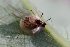 Aphidiinae