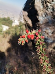 Echeveria coccinea