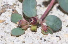 Euphorbia simulans