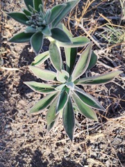 Echeveria coccinea