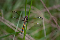Libellula cyanea