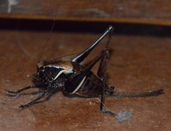 Pholidoptera aptera