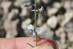 Hebecarpa barbeyana