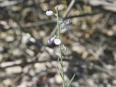 Hebecarpa barbeyana