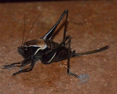 Pholidoptera aptera