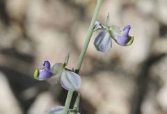Hebecarpa barbeyana