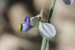 Hebecarpa barbeyana
