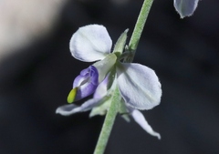 Hebecarpa barbeyana