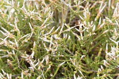 Dicerothamnus rhinocerotis