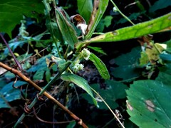 Cuscuta campestris