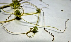 Cuscuta campestris