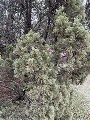 Juniperus coahuilensis