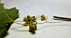 Cuscuta campestris