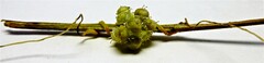 Cuscuta campestris