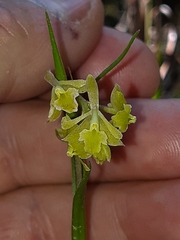 Epidendrum angustissimum