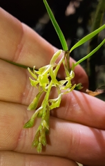 Epidendrum angustissimum