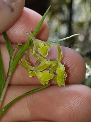 Epidendrum angustissimum