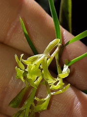 Epidendrum angustissimum