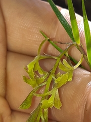 Epidendrum angustissimum