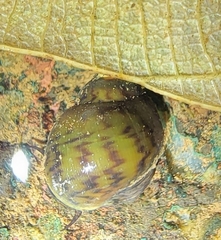 Ampullariinae