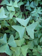 Oxalis