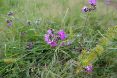 Mirabilis linearis decipiens
