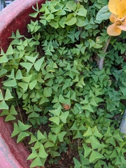 Oxalis