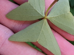 Oxalis