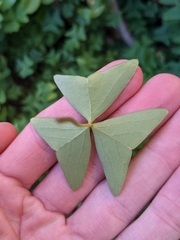 Oxalis