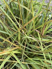 Cladium mariscus