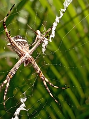 Argiope argentata