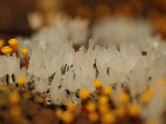 Ceratiomyxa fruticulosa