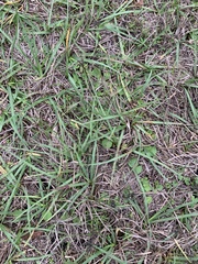 Eremochloa ophiuroides