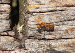 Cephalotes clypeatus