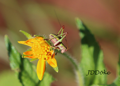 Enthephippion olivaceum