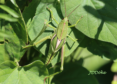 Staleochlora viridicata